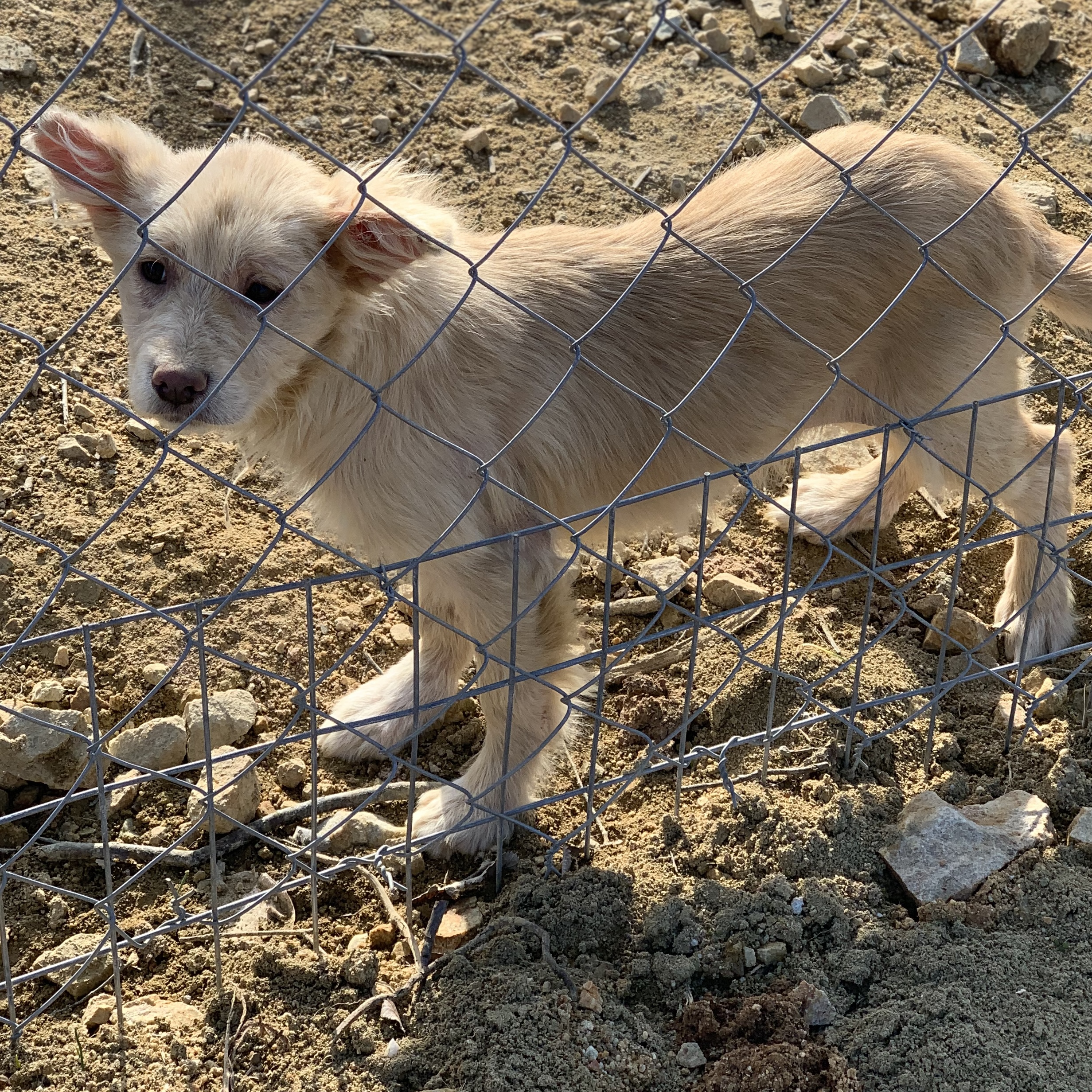9_Greekstray Shelter Hunderettung Notfelle